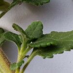 Teucrium flavum Leaf