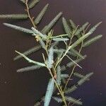 Chamaecrista mimosoides Hoja