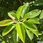 Ficus elastica List