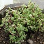 Crassula expansa ഇല