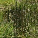 Juncus arcticus Habitat