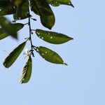 Baphia pubescens Φύλλο