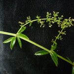 Galium asperifolium