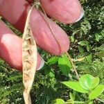 Macrotyloma axillare Fruit