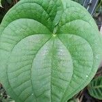 Dioscorea villosa Blatt