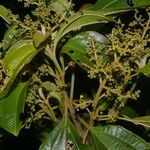 Miconia theizans Hoja