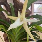 Angraecum sesquipedaleBlomst