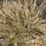 Aristida adscensionis Other