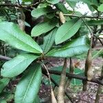 Morisonia indica Leaf