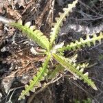 Sonchus hierrensis Lapas