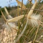 Lygeum spartum Fruit