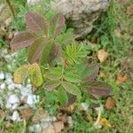 Rosa woodsii Blad