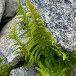 Dryopteris oreades पत्ता