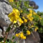 Helianthemum oelandicum Habitat