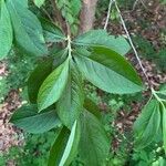 Aronia arbutifolia Feuille