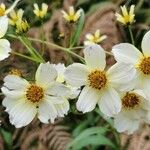 Bidens aurea Blüte