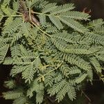 Vachellia farnesiana Habitus