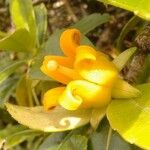 Roussea simplex Flor