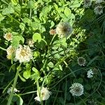 Trifolium repensFlower