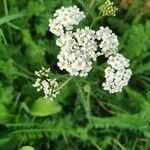 Achillea millefoliumLevél