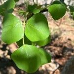 Erythrina flabelliformis Leaf