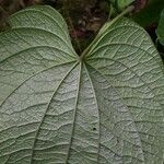 Dioscorea hondurensis