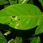 Sloanea laurifolia Folla