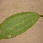 Miconia tschudyoides Leaf