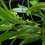 Sarcococca saligna موطن