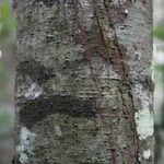 Ocotea ceanothifolia Casca