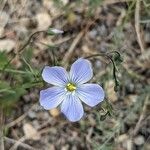 Linum lewisii Flower