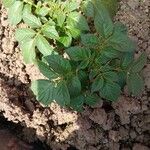 Solanum tuberosum Ліст