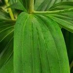 Lilium longiflorum Blatt