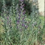 Echium tuberculatum Hábito