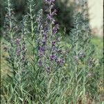 Echium tuberculatum Habit