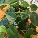 Philodendron hederaceum Blad