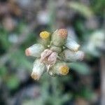 Pseudognaphalium luteoalbum Kwiat