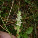 Goodyera repens Corteza