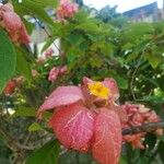 Mussaenda philippica Fleur