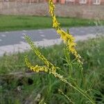 Melilotus officinalis Цвят