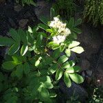 Sorbus californica Elinympäristö