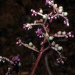 Miconia ciliata Flower