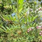 Virgilia oroboides Plante entière