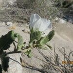 Hibiscus denudatus Vivejo