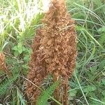 Orobanche elatior Floare