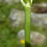 Viola riviniana Bark