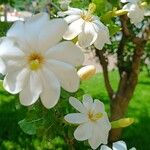 Gardenia thunbergia