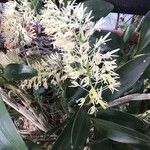 Dendrobium speciosum List