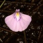 Utricularia hamiltonii
