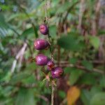 Gonzalagunia hirsuta Fruit